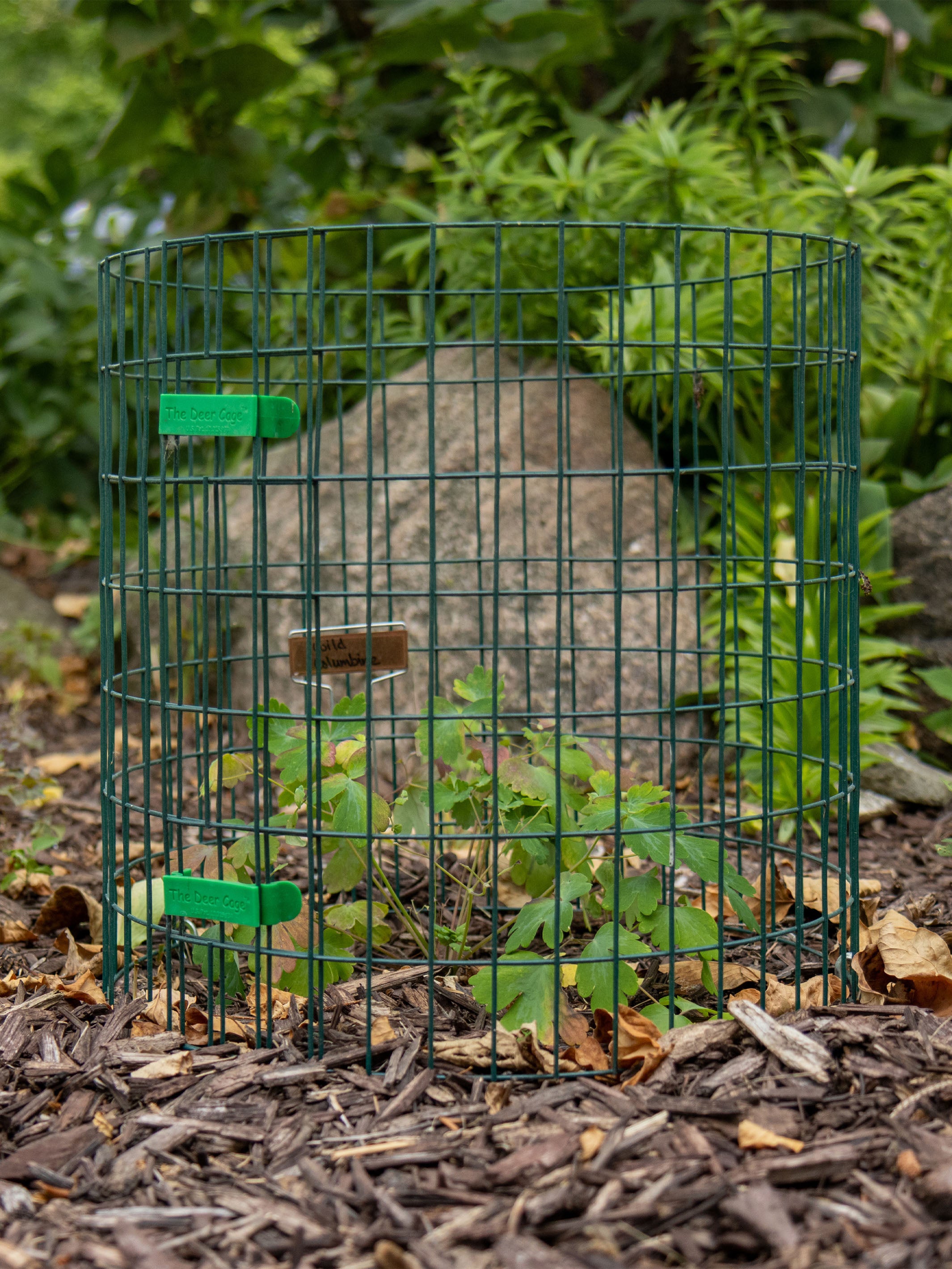 Cages to protect outlet plants from rabbits